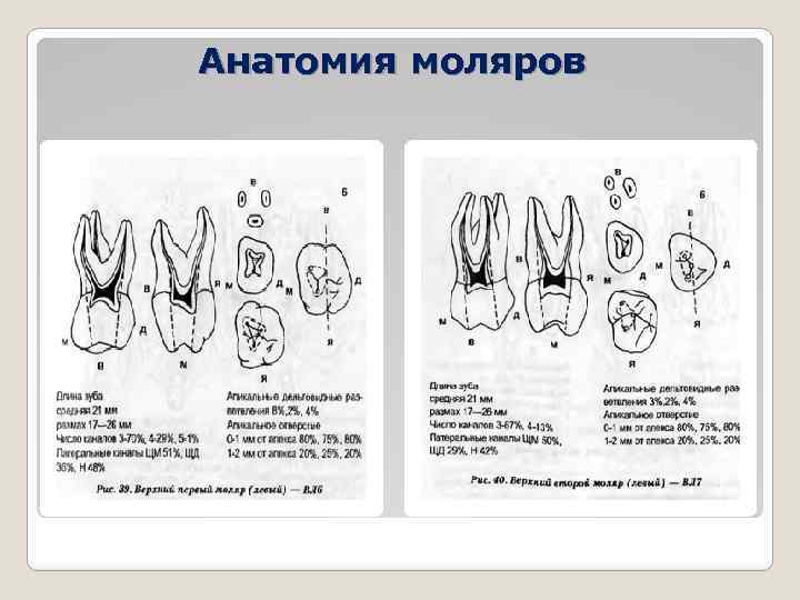 Анатомия моляров 