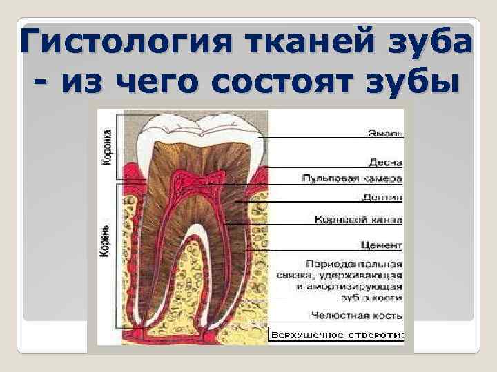 Гистология тканей зуба - из чего состоят зубы 
