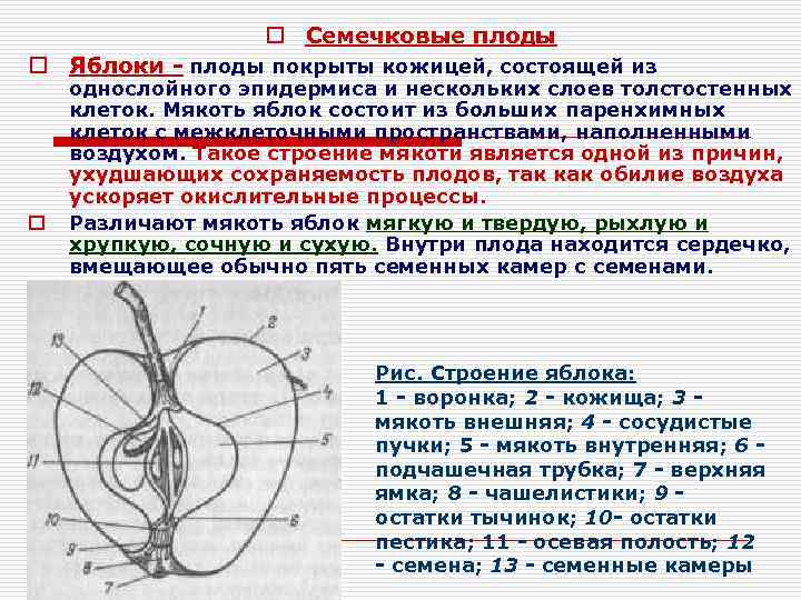 Каким номером на рисунке обозначен плод яблоко