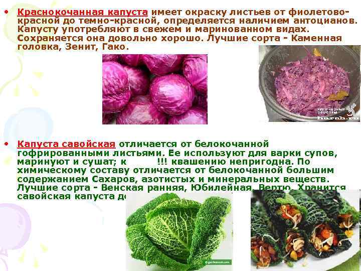  • Краснокочанная капуста имеет окраску листьев от фиолетовокрасной до темно-красной, определяется наличием антоцианов.