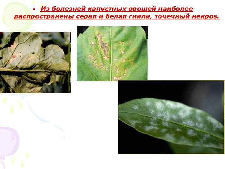  • Из болезней капустных овощей наиболее распространены серая и белая гнили, точечный некроз.