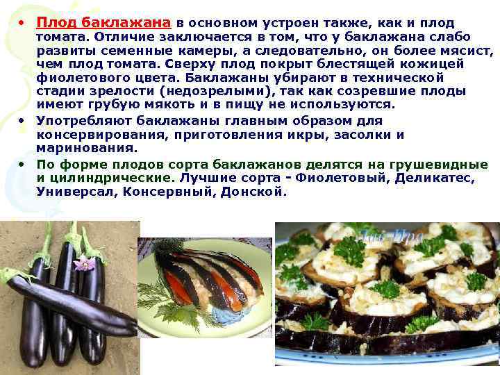  • Плод баклажана в основном устроен также, как и плод томата. Отличие заключается