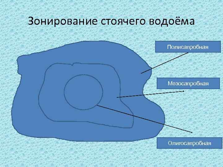 Зонирование стоячего водоёма Полисапробная Мезосапробная Олигосапробная 