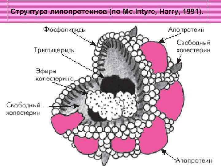 Структура липопротеинов (по Mc. Intyre, Harry, 1991). 