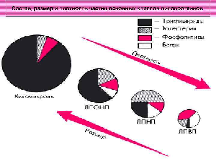 Состав, размер и плотность частиц основных классов липопротеинов 