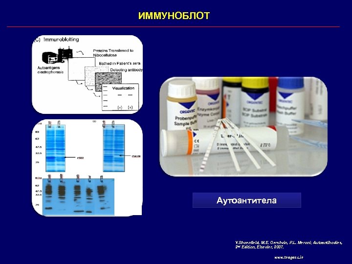 ИММУНОБЛОТ Аутоантитела Y. Shoenfield, M. E. Gershvin, P. L. Meroni; Autoantibodies, 2 nd Edition,