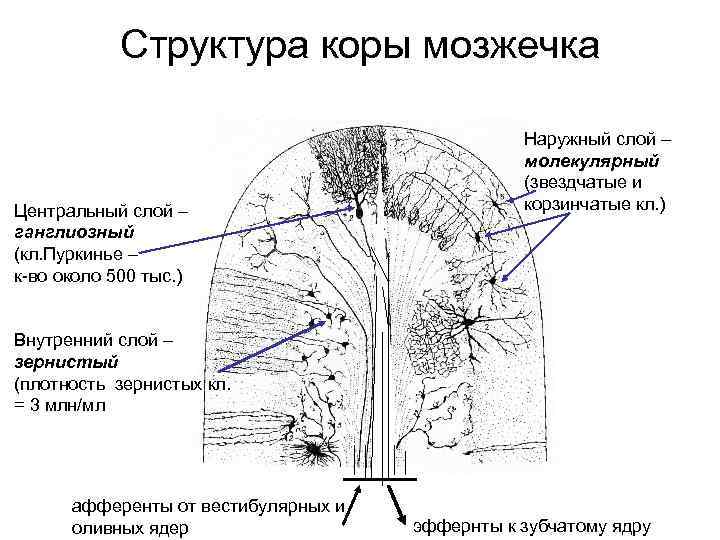 Структура коры мозжечка Центральный слой – ганглиозный (кл. Пуркинье – к-во около 500 тыс.