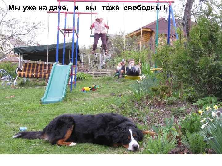 Мы уже на даче, и вы тоже свободны ! 