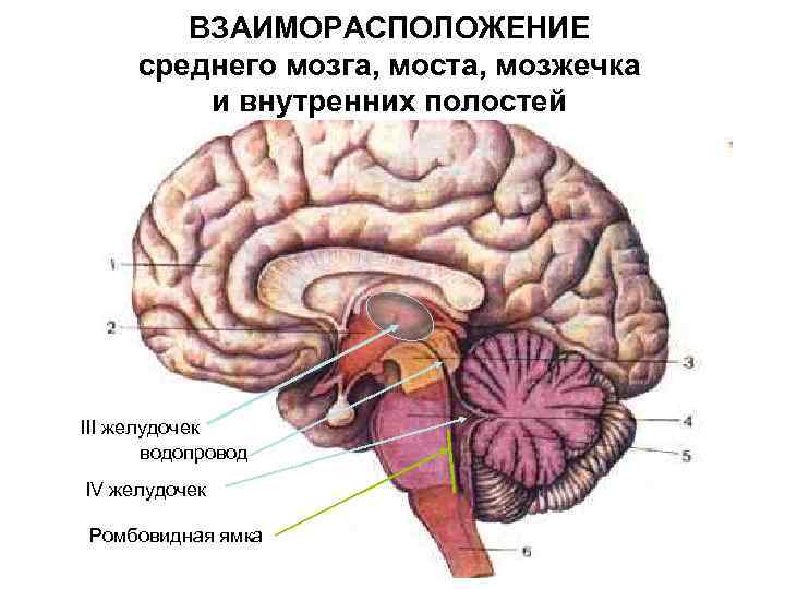 Строение среднего мозга рисунок