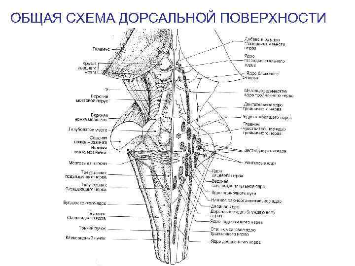 ОБЩАЯ СХЕМА ДОРСАЛЬНОЙ ПОВЕРХНОСТИ 