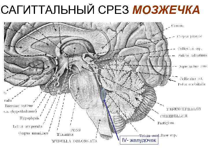 Средний мозг схема