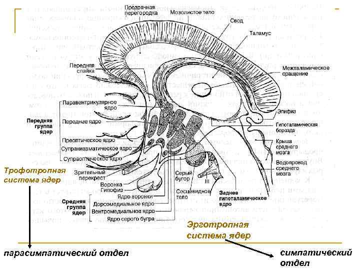Трофотропная система ядер Эрготропная система ядер парасимпатический отдел 