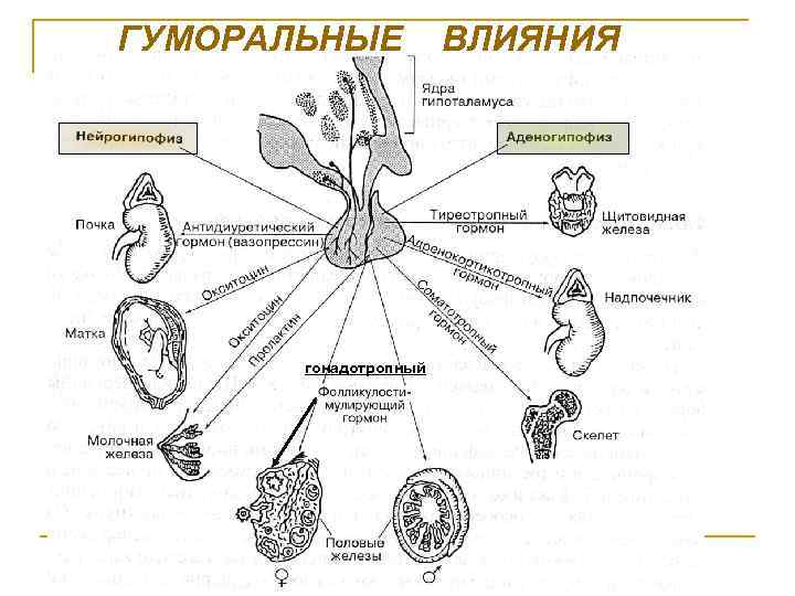 ГУМОРАЛЬНЫЕ гонадотропный ВЛИЯНИЯ 