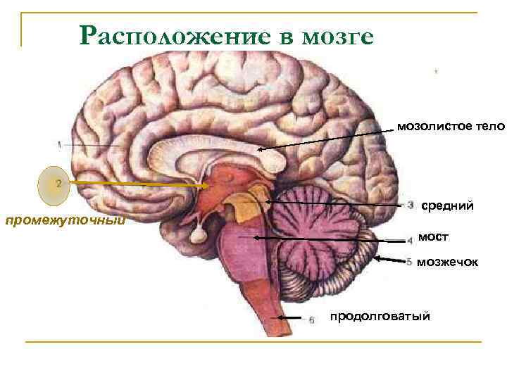 Расположение в мозге мозолистое тело промежуточный средний мост мозжечок продолговатый 