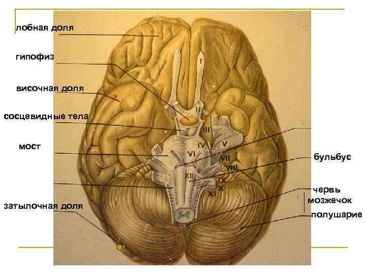 лобная доля гипофиз височная доля сосцевидные тела мост бульбус затылочная доля червь мозжечок полушарие