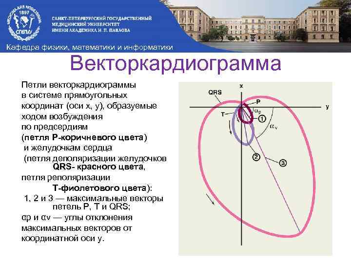 Кафедра физики, математики и информатики Векторкардиограмма Петли векторкардиограммы в системе прямоугольных координат (оси х,