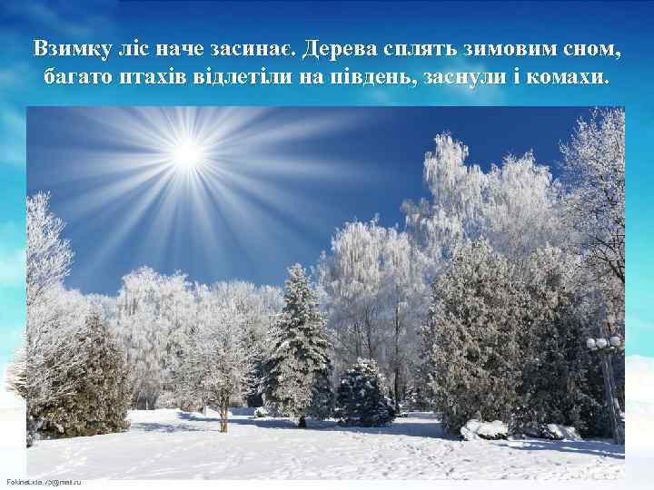 Взимку ліс наче засинає. Дерева сплять зимовим сном, багато птахів відлетіли на південь, заснули
