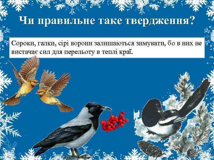 Чи правильне таке твердження? Сороки, галки, сірі ворони залишаються зимувати, бо в них не