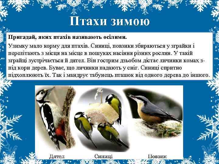 Птахи зимою Пригадай, яких птахів називають осілими. Узимку мало корму для птахів. Синиці, повзики