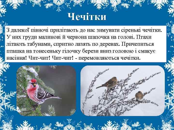 Чечітки З далекої півночі прилітають до нас зимувати сіренькі чечітки. У них груди малинові