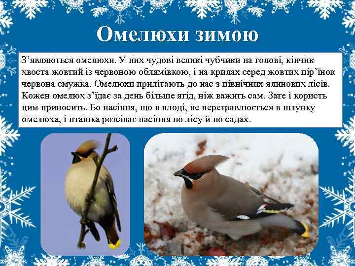 Омелюхи зимою З’являються омелюхи. У них чудові великі чубчики на голові, кінчик хвоста жовтий