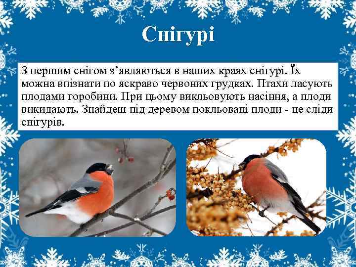 Снігурі З першим снігом з’являються в наших краях снігурі. Їх можна впізнати по яскраво