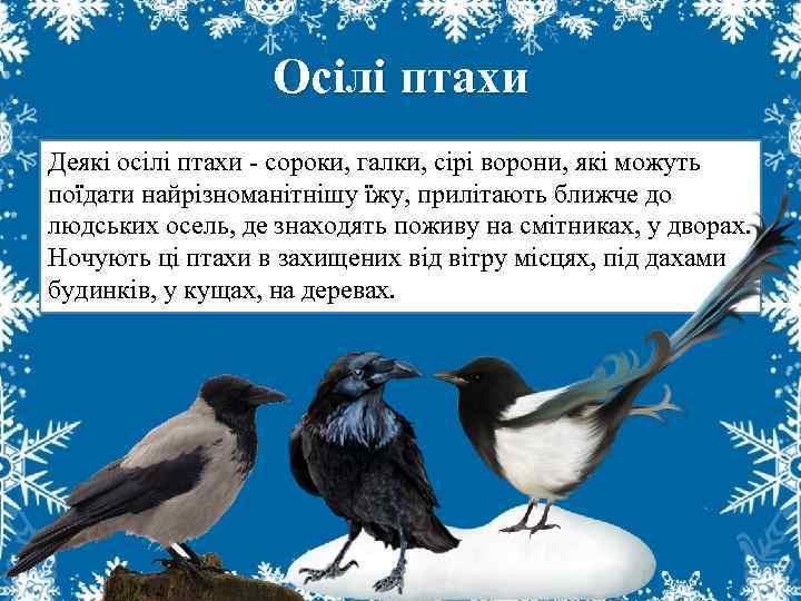 Осілі птахи Деякі осілі птахи - сороки, галки, сірі ворони, які можуть поїдати найрізноманітнішу