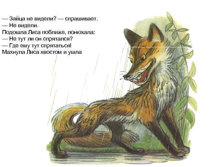 — Зайца не видели? — спрашивает. — Не видели. Подошла Лиса поближе, понюхала: —