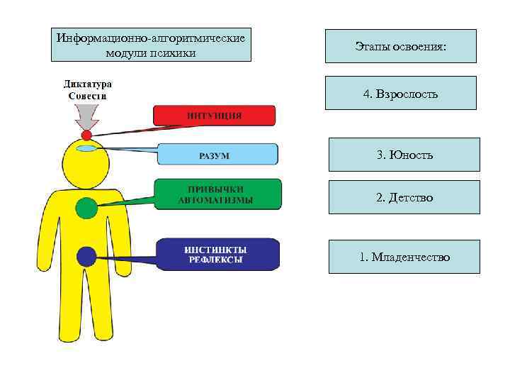 Информационно алгоритмические модули психики Этапы освоения: 4. Взрослость 3. Юность 2. Детство 1. Младенчество