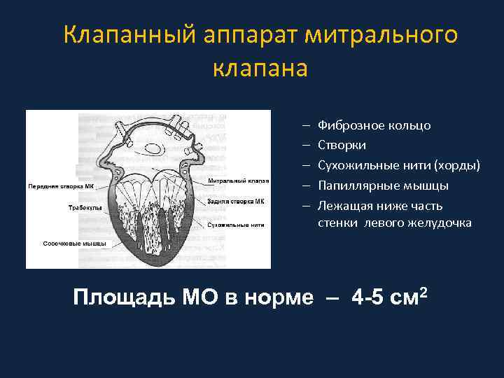 Клапанный аппарат митрального клапана – – – Фиброзное кольцо Створки Сухожильные нити (хорды) Папиллярные