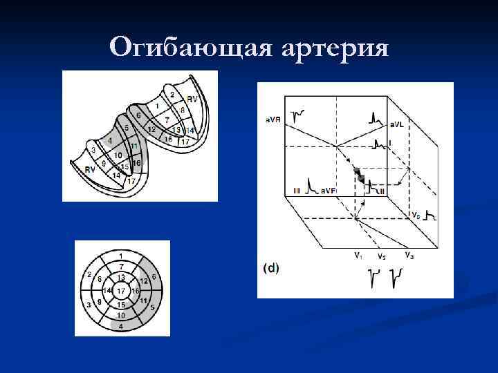 Огибающая артерия 