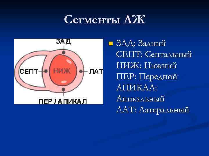 Сегменты ЛЖ n ЗАД: Задний СЕПТ: Септальный НИЖ: Нижний ПЕР: Передний АПИКАЛ: Апикальный ЛАТ:
