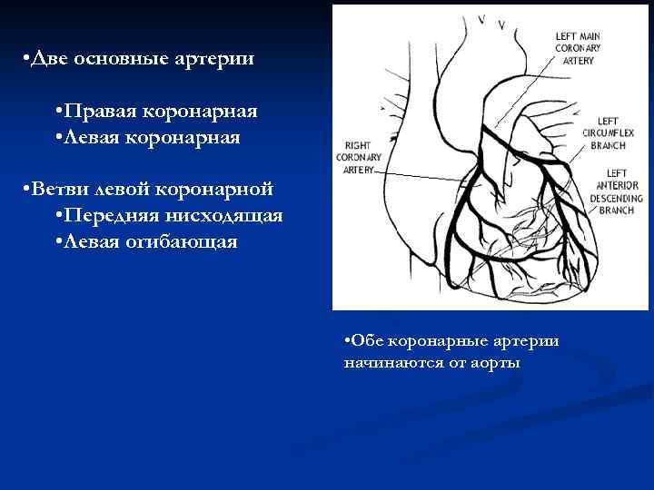  • Две основные артерии • Правая коронарная • Левая коронарная • Ветви левой