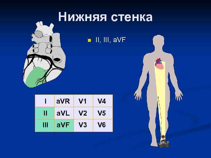 Нижняя стенка n II, III, a. VF I a. VR V 1 V 4