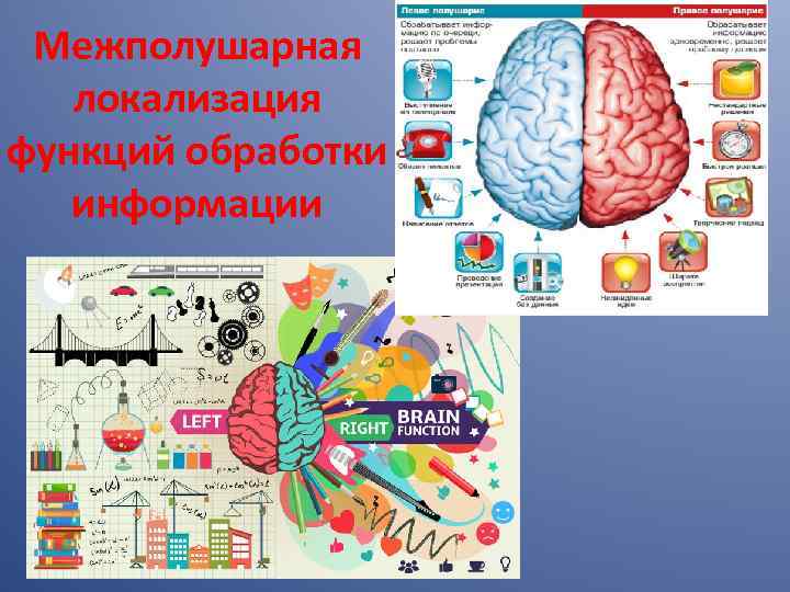 Межполушарная локализация функций обработки информации 