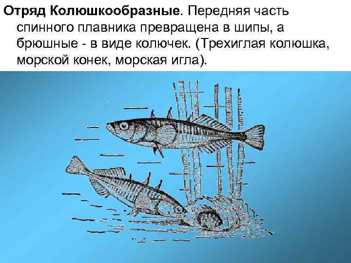 Отряд Колюшкообразные. Передняя часть спинного плавника превращена в шипы, а брюшные - в виде