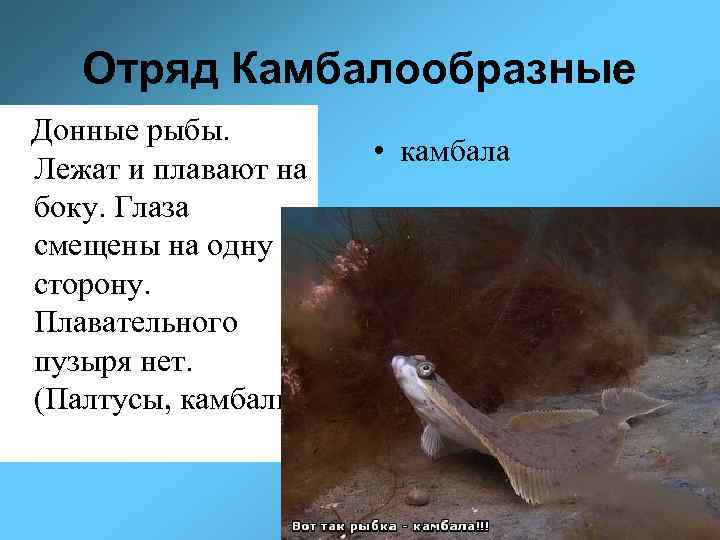 Отряд Камбалообразные Донные рыбы. Лежат и плавают на боку. Глаза смещены на одну сторону.