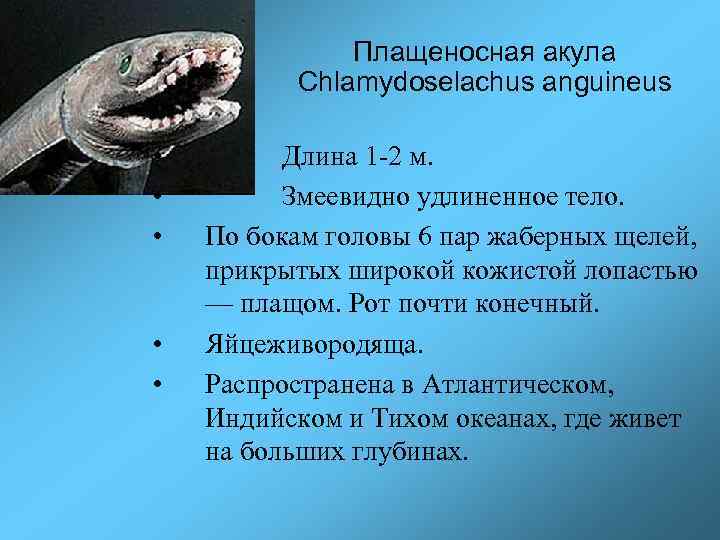 Плащеносная акула Chlamydoselachus anguineus • • • Длина 1 -2 м. Змеевидно удлиненное тело.