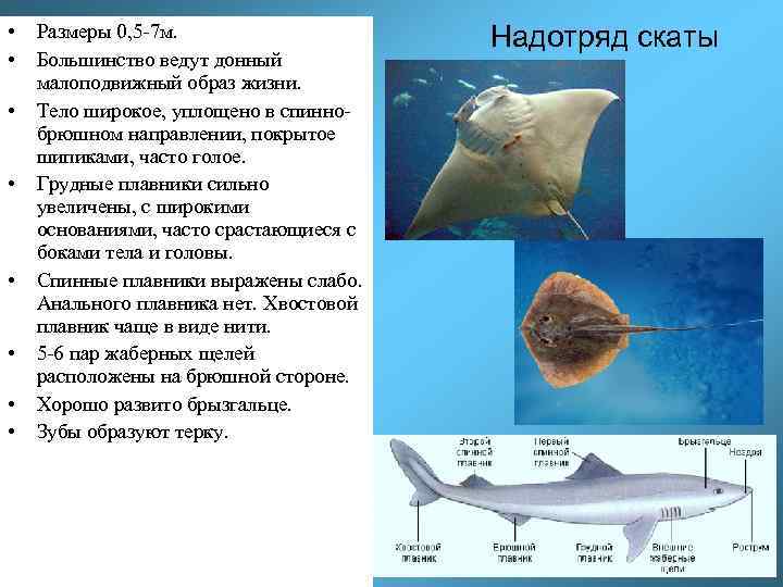  • • Размеры 0, 5 -7 м. Большинство ведут донный малоподвижный образ жизни.