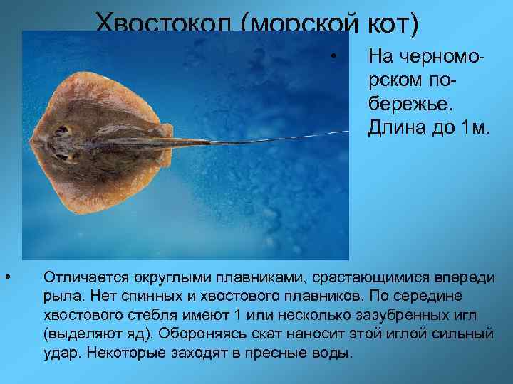 Хвостокол (морской кот) • • На черноморском побережье. Длина до 1 м. Отличается округлыми