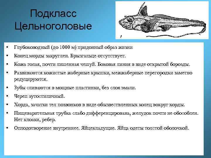 Подкласс Цельноголовые • Глубоководный (до 1000 м) придонный образ жизни • Конец морды закруглен.