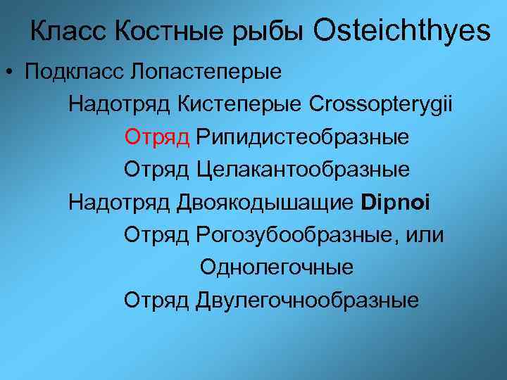 Класс Костные рыбы Osteichthyes • Подкласс Лопастеперые Надотряд Кистеперые Crossopterygii Отряд Рипидистеобразные Отряд Целакантообразные