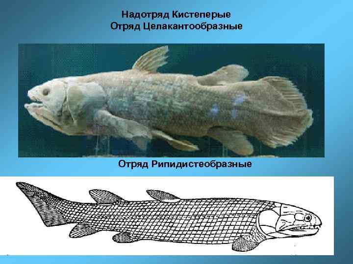 Надотряд Кистеперые Отряд Целакантообразные Отряд Рипидистеобразные 