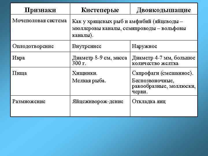 Признаки Кистеперые Двоякодышащие Мочеполовая система Как у хрящевых рыб и амфибий (яйцеводы – мюллеровы