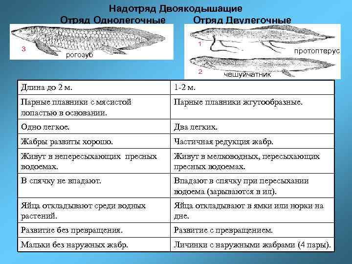 Надотряд Двоякодышащие Отряд Однолегочные Отряд Двулегочные протоптерус рогозуб чешуйчатник Длина до 2 м. 1