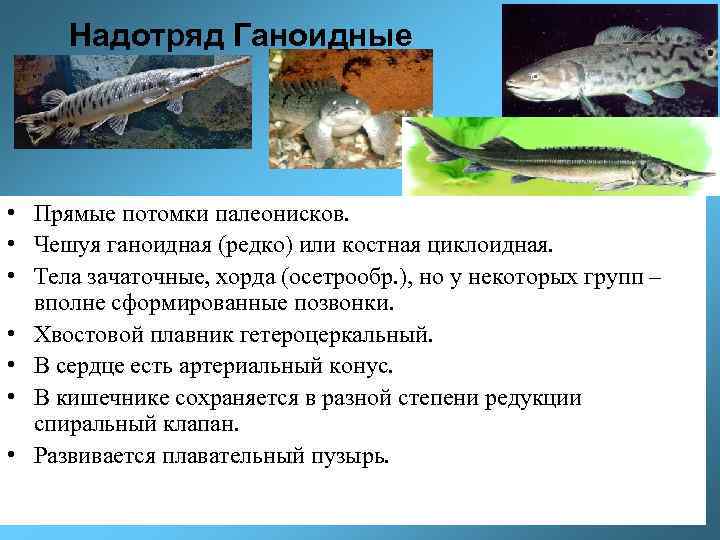 Надотряд Ганоидные • Прямые потомки палеонисков. • Чешуя ганоидная (редко) или костная циклоидная. •