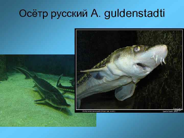 Осётр русский A. guldenstadti 