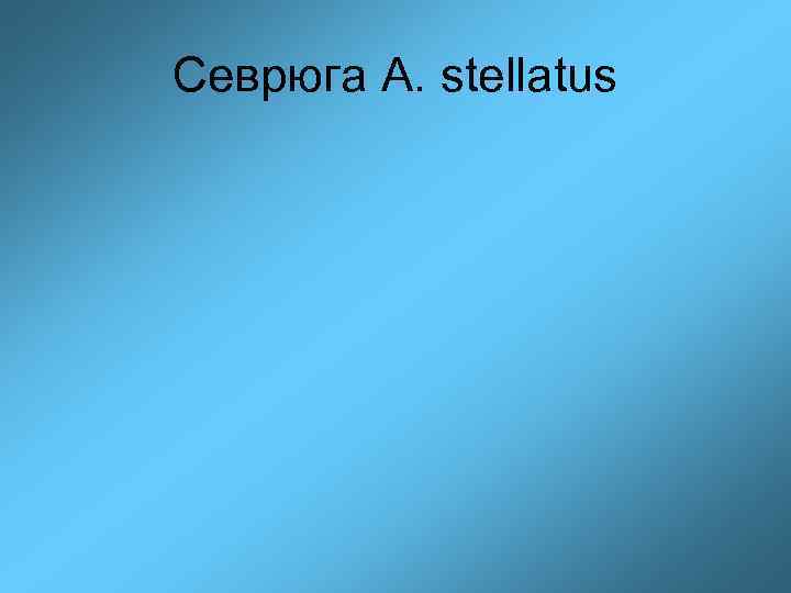 Севрюга A. stellatus 