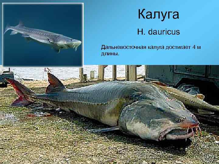 Калуга Н. dauricus Дальневосточная калуга достигает 4 м длины. 