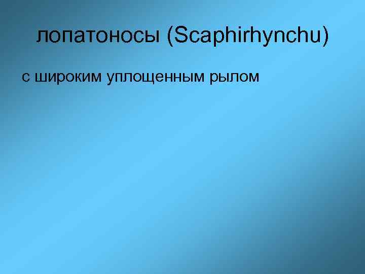 лопатоносы (Scaphirhynchu) с широким уплощенным рылом 